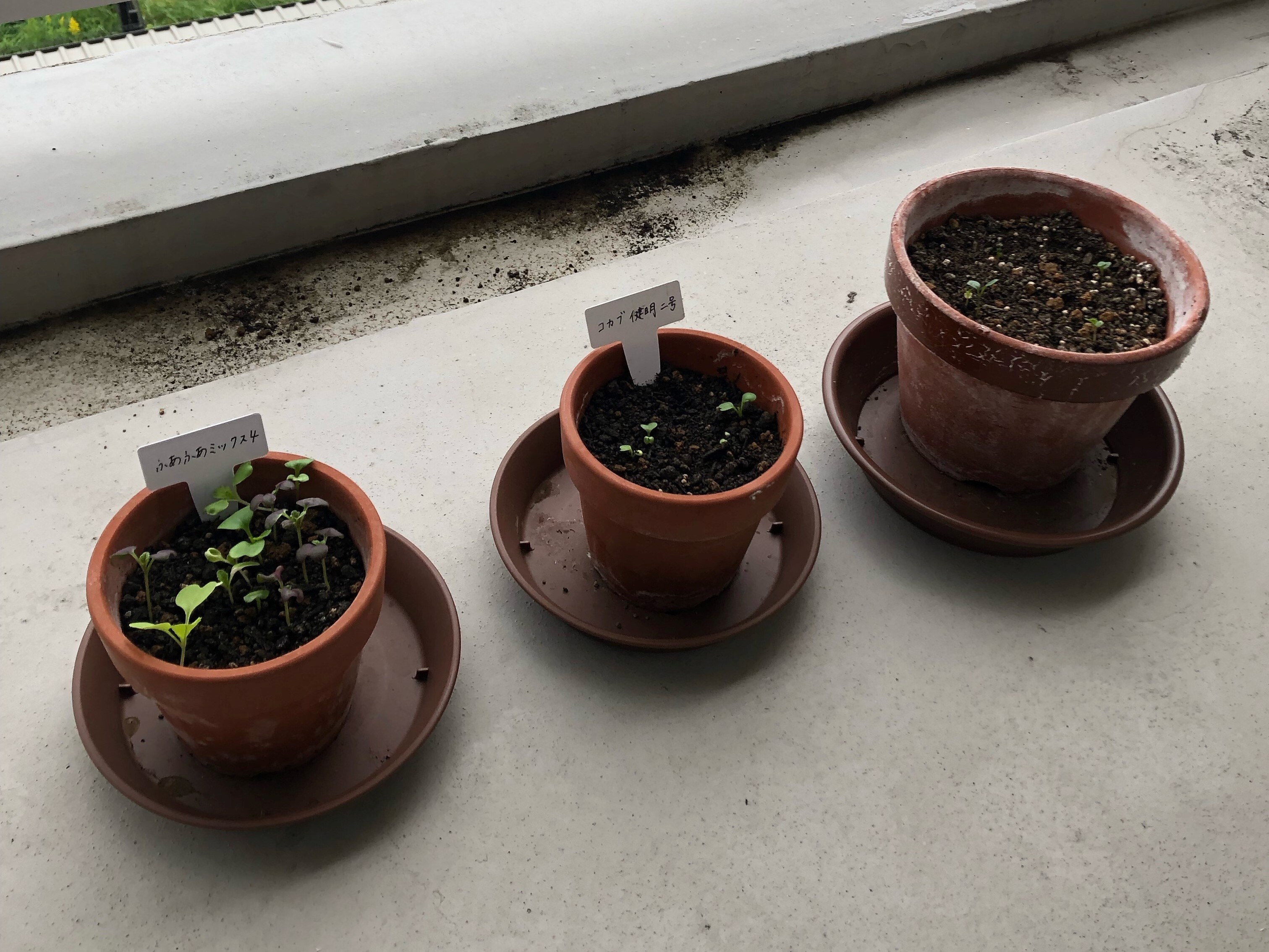 芽が出た！（3日目～9日目） | 全学教育科目・展開ゼミ2021 | 植物生殖
